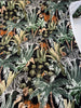 Azula Ebony Black Belle Maison Tropical Animal Upholstery Drapery Fabric By The Yard