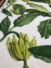 Jamaica Green White Banana Leaves Cotton Drapery Upholstery Fabric by the yard
