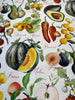 Sandy French Fruits Drapery Upholstery Vilber Fabric